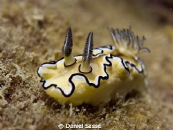 Glossodoris Atromarginata (Nudi Branch) Taken at the loca... by Daniel Sasse 